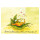 Hosenscheißer-Fruchtfliege Postkarte