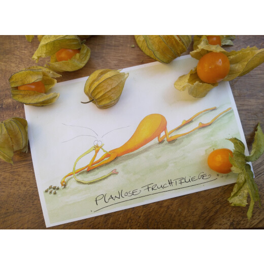 Planlose Fruchtfliege Postkarte