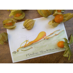 Planlose Fruchtfliege Postkarte
