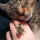 Taratata Tabby Katzen Ring - Verspielter Ring mit getigerter Katze