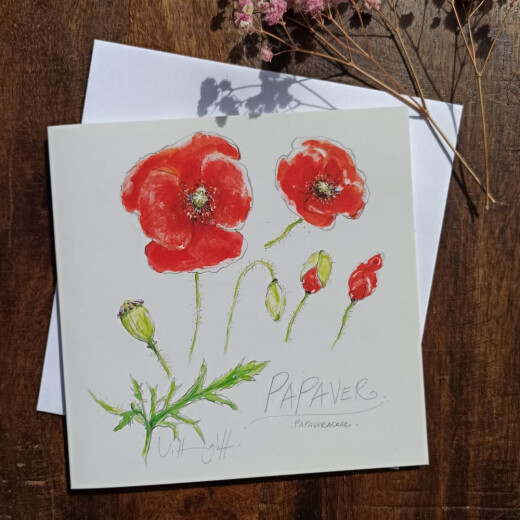 Quadratklappkarte Mohn Studien mit Umschlag – Illustration von Sabine Vittinghoff